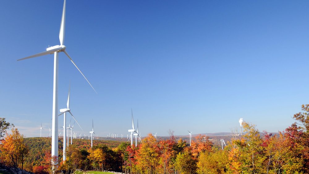 Wind turbines in a field of trees